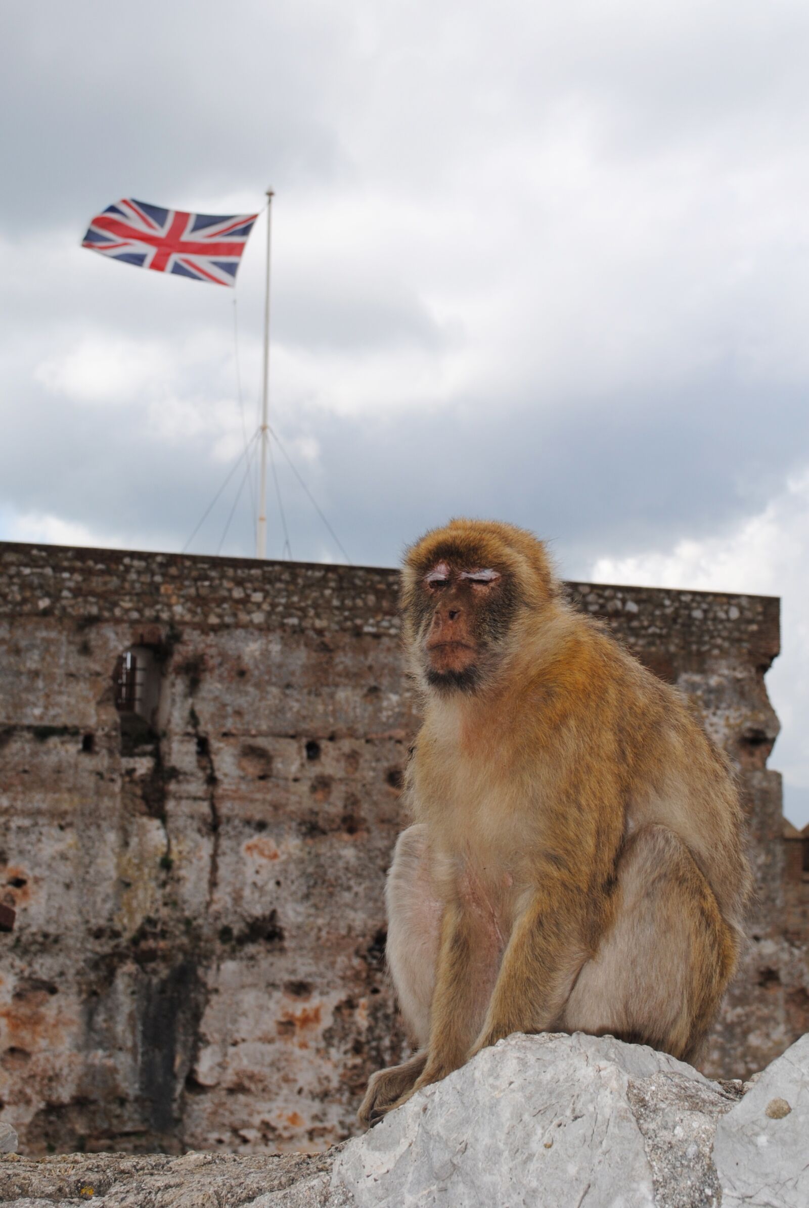 Nikon D3000 sample photo. Monkey, gibraltar, spain photography