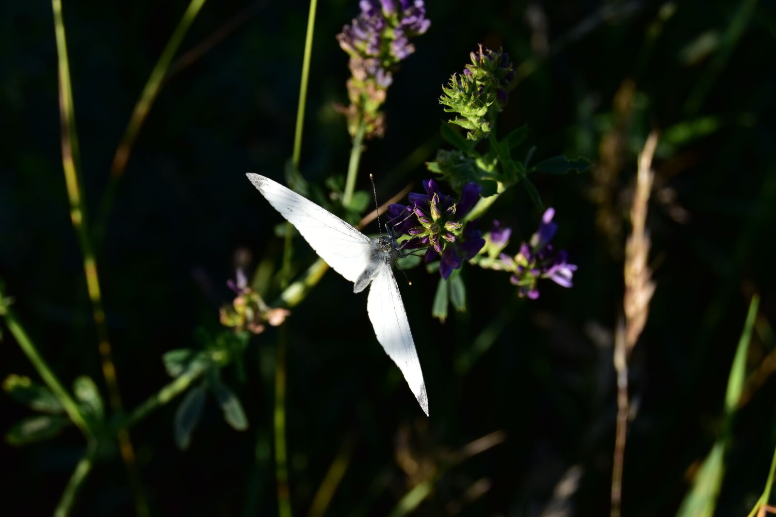 Nikon D5600 sample photo. Butterfly, macro, insect photography