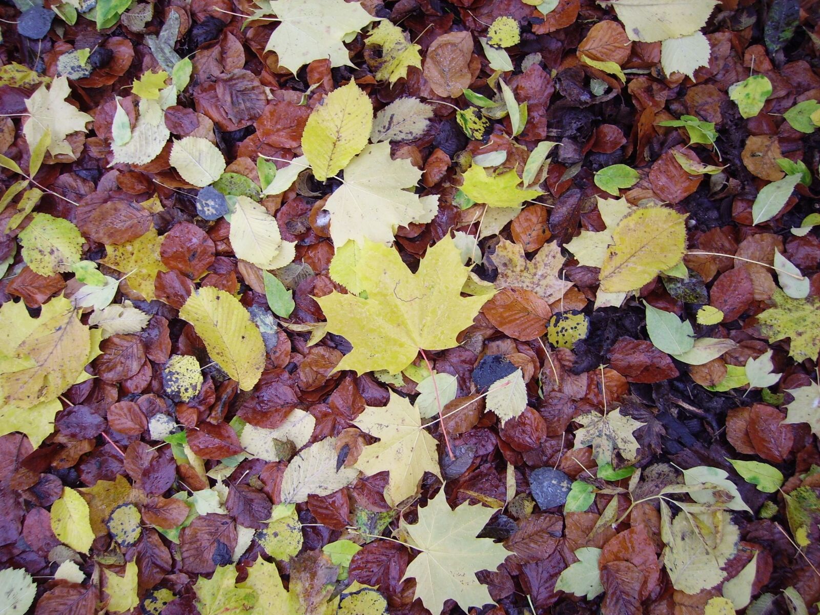 Pentax OPTIO 60 sample photo. Fall foliage, leaves, fall photography