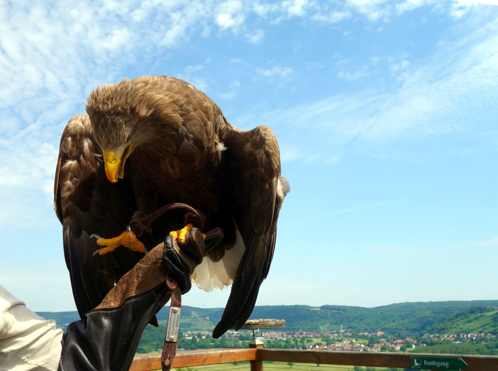 Sony Cyber-shot DSC-RX100 sample photo. Adler, bird of prey photography