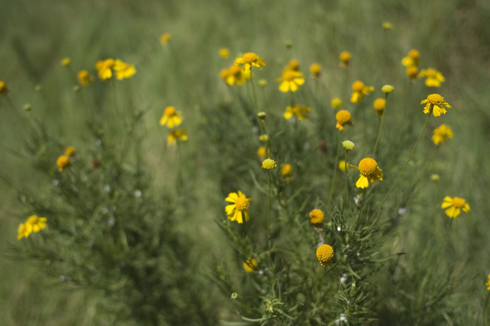Nikon D90 sample photo. Beautiful, color, colorful photography