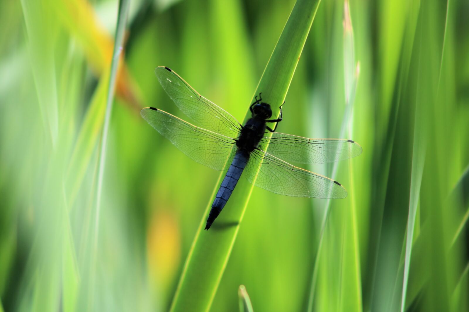 Canon EOS 750D (EOS Rebel T6i / EOS Kiss X8i) sample photo. Green, dragonfly, nature photography