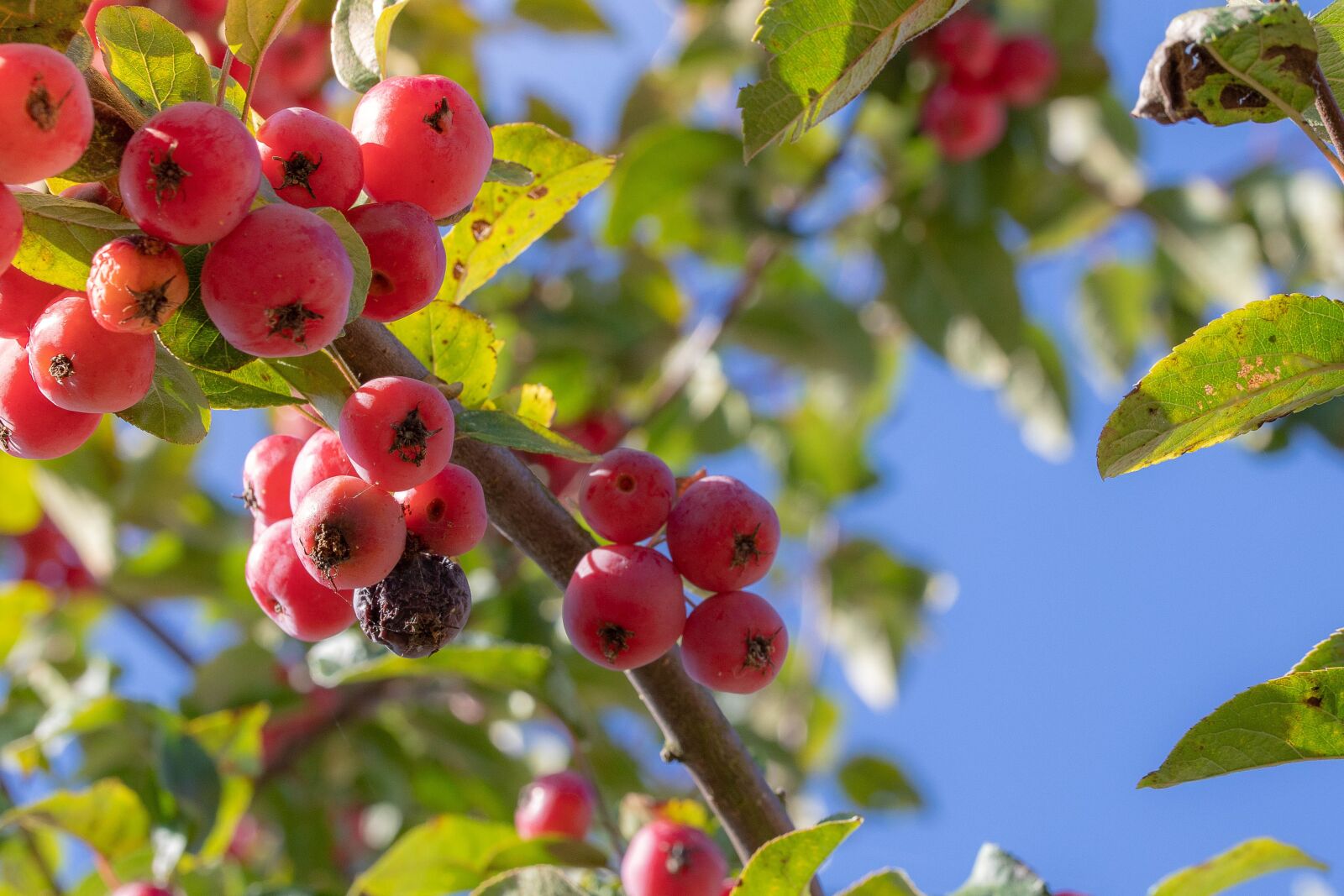 Canon EOS 6D Mark II sample photo. Berries, tree, ripe photography