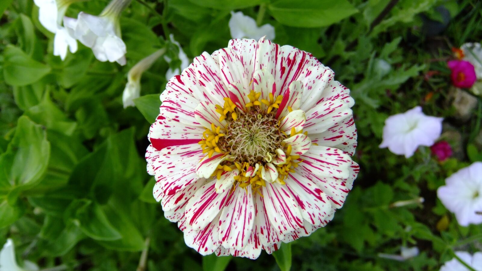 FujiFilm FinePix F80EXR (FinePix F85EXR) sample photo. Zinnia, flower, garden photography