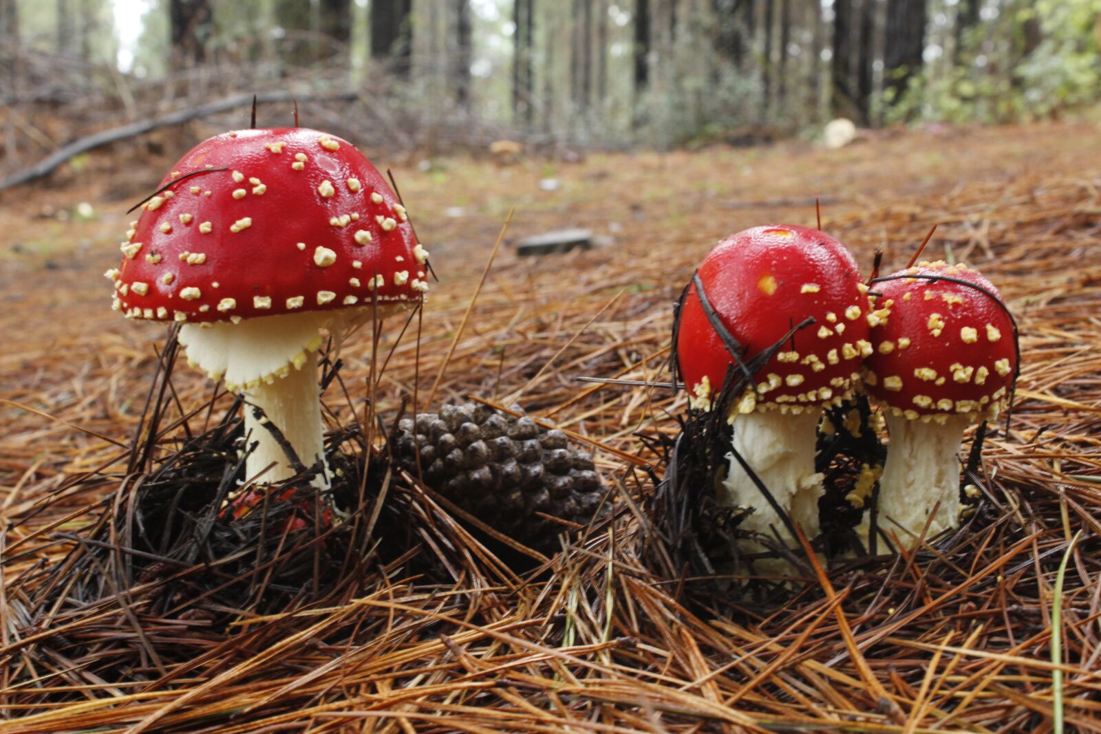 Canon EOS 1200D (EOS Rebel T5 / EOS Kiss X70 / EOS Hi) sample photo. Fungus, forest, mushroom photography