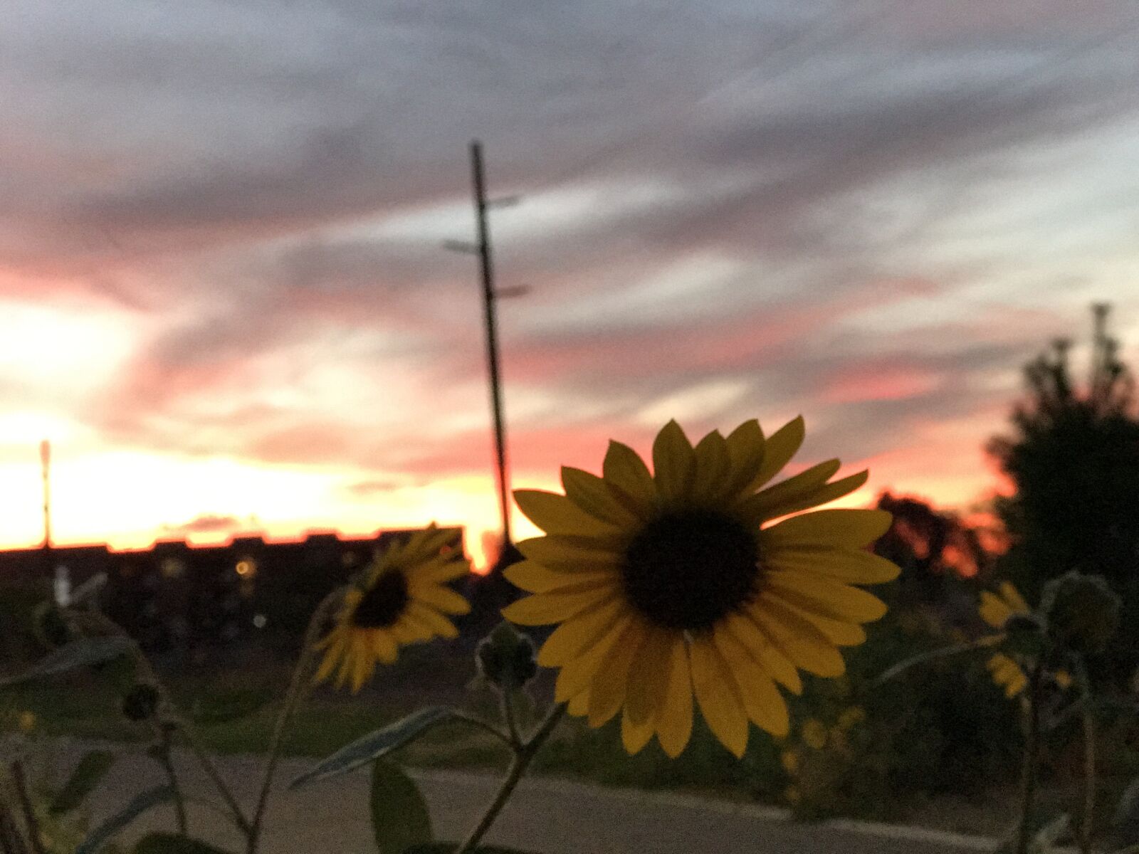 Apple iPhone 7 Plus sample photo. Sunflower, sky, summer photography