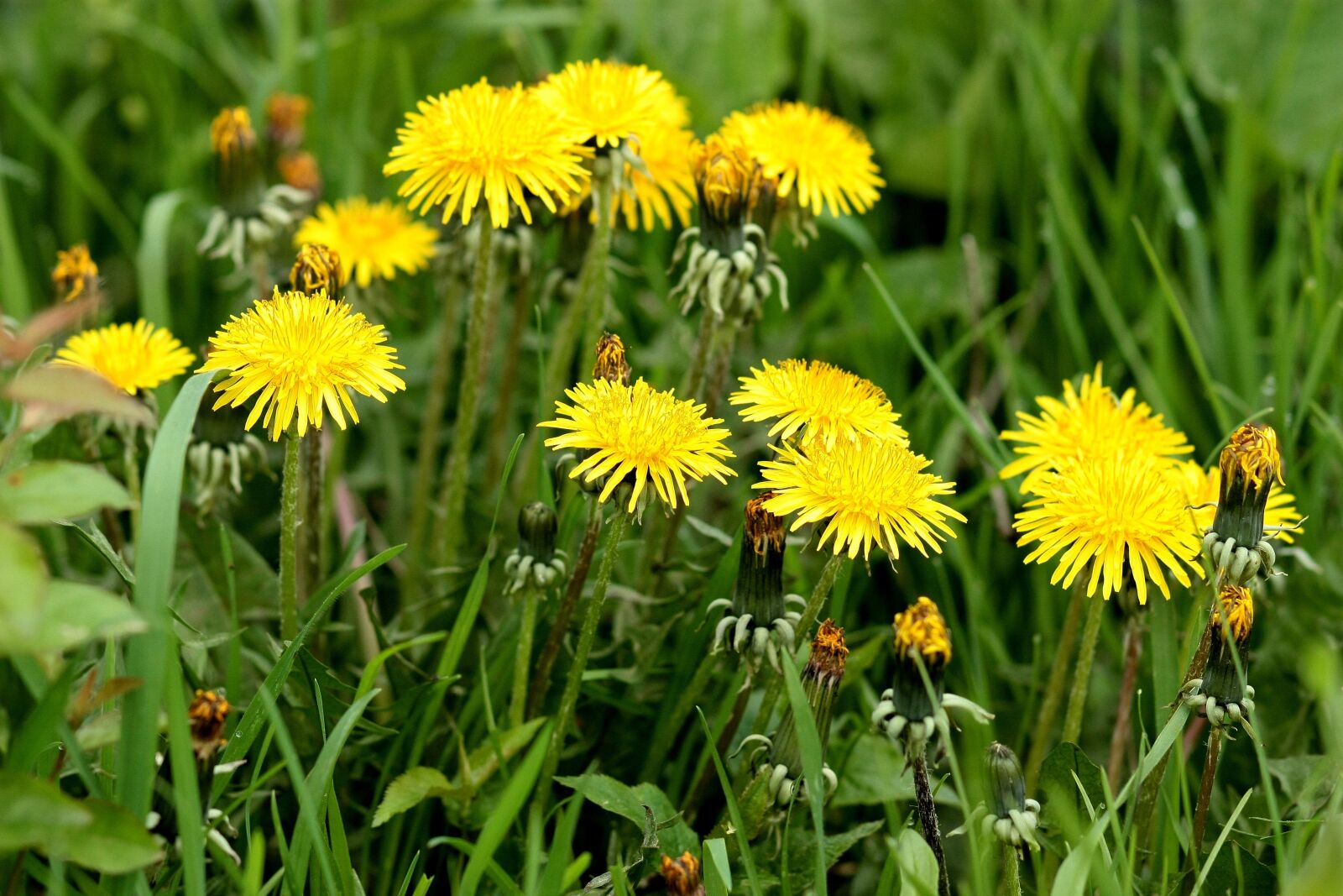 Canon EOS 450D (EOS Rebel XSi / EOS Kiss X2) sample photo. Dandelion, yellow, flower photography