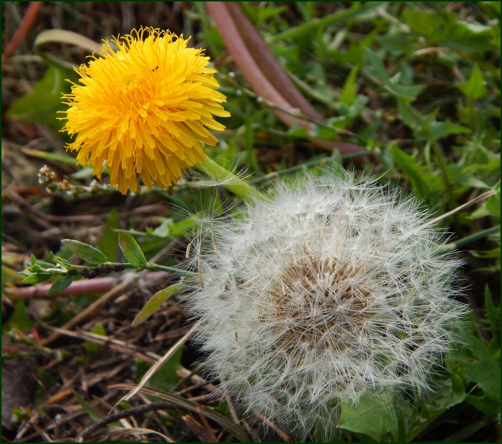 Nikon Coolpix L820 sample photo. Plants, beauty, summer photography