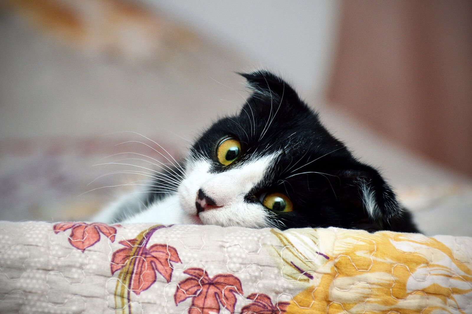 Nikon D3200 sample photo. Cat, little, pet photography