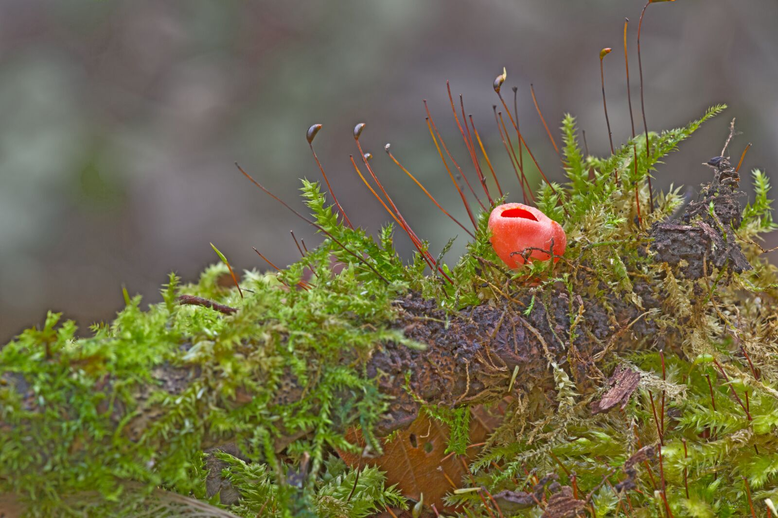 Canon EOS 7D sample photo. Mushroom, happiness mug, moss photography