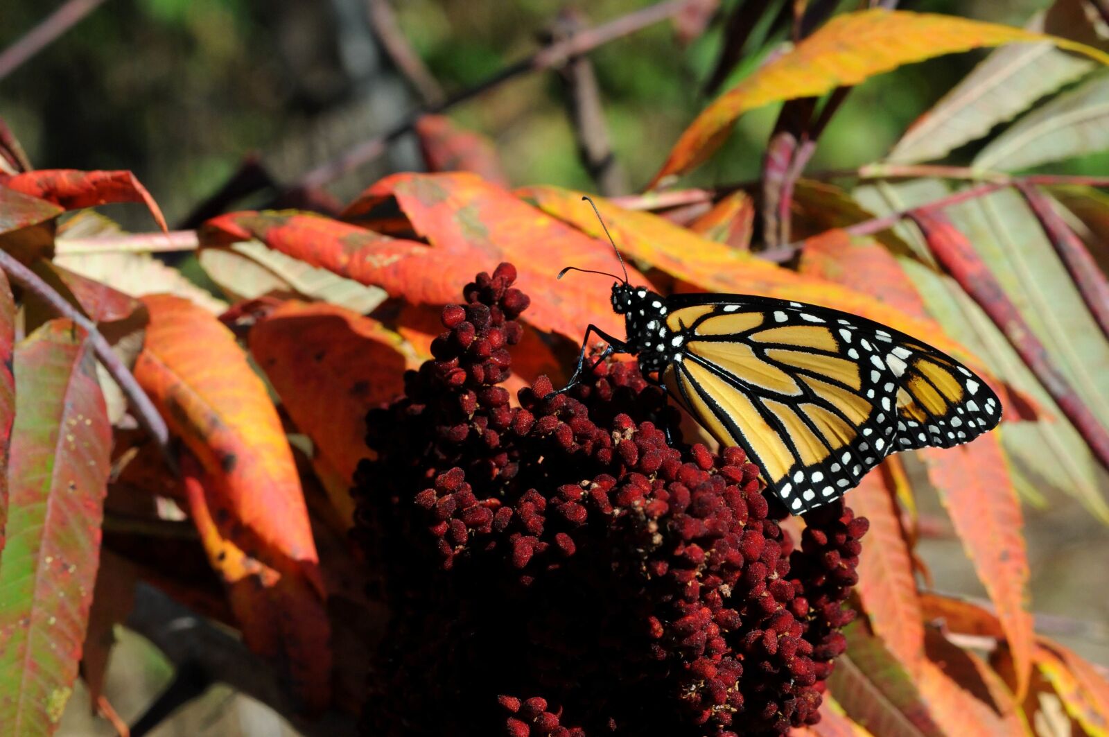 Nikon D300S sample photo. Monarch butterfly, fall, foliage photography