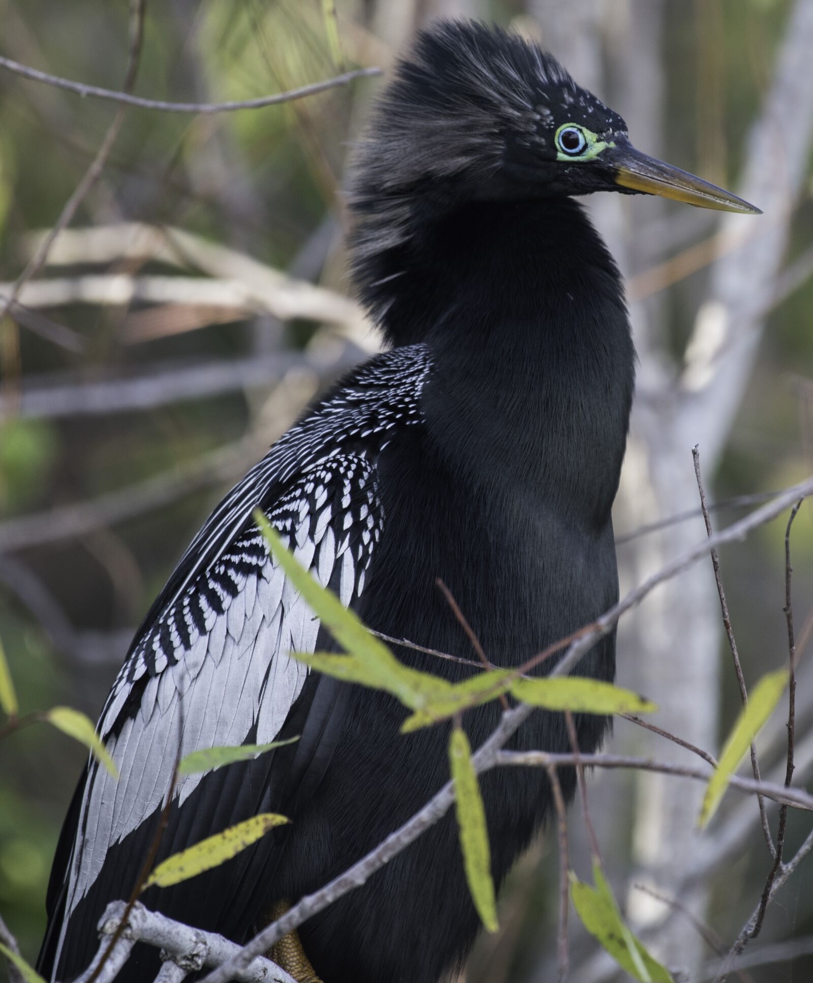Nikon D750 sample photo. Anhinga, wildlife, bird photography
