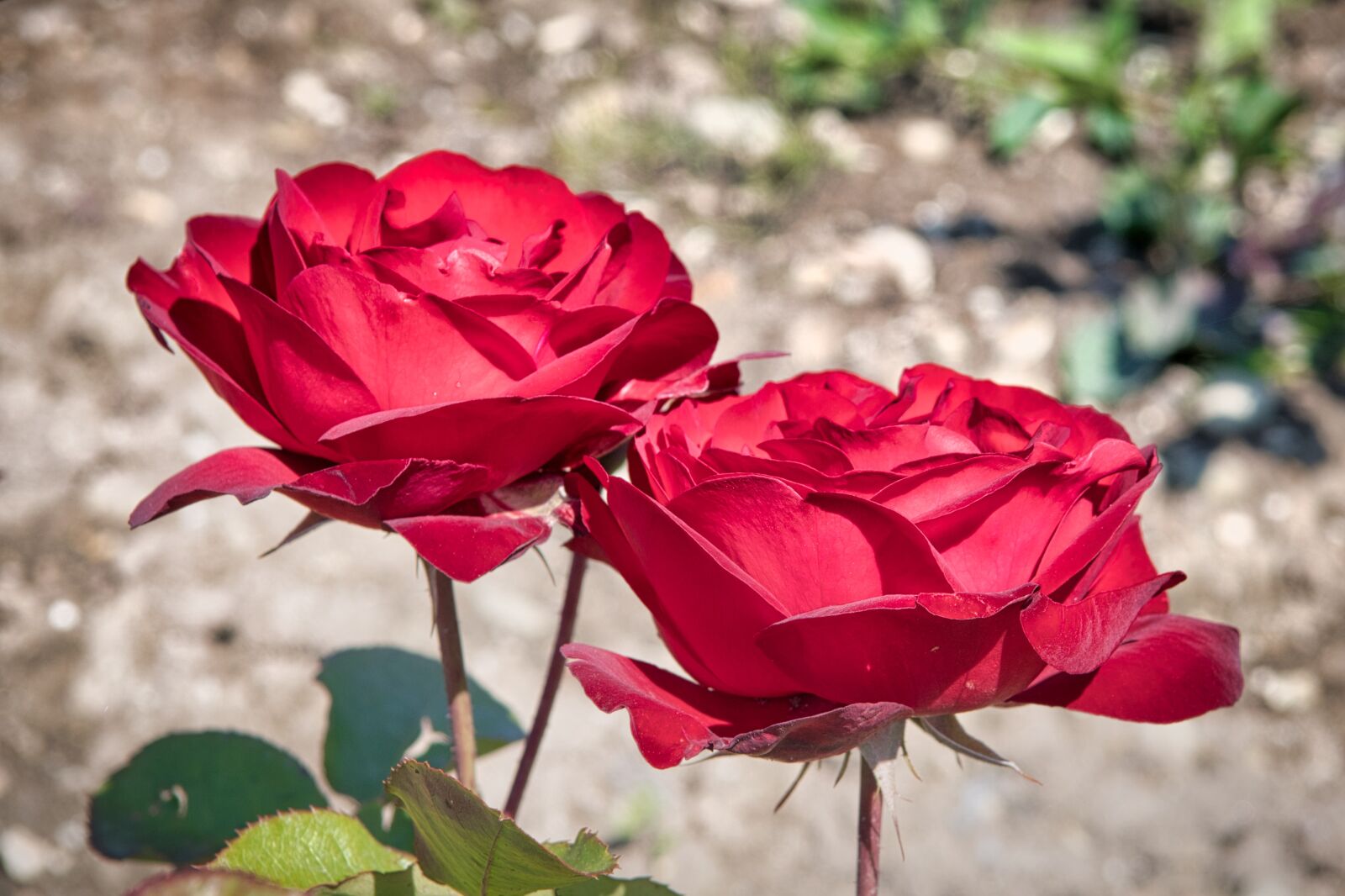 Nikon D7500 sample photo. Rose, blossom, bloom photography