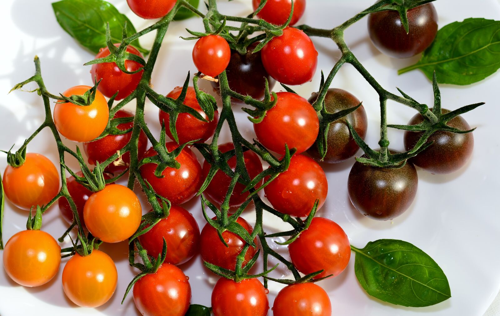 Nikon D5200 sample photo. Trusses, garden, delicious photography