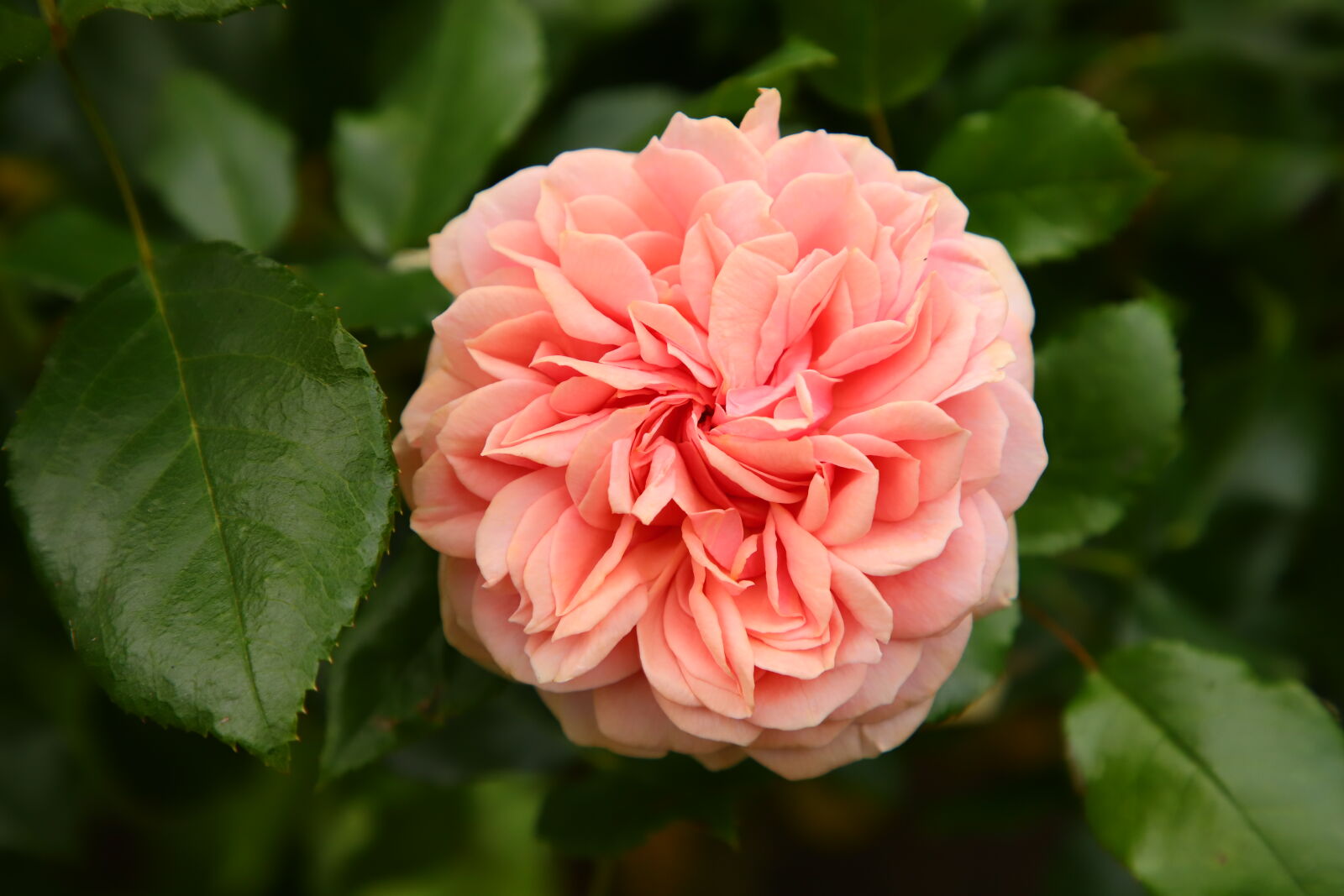Canon EOS 6D Mark II sample photo