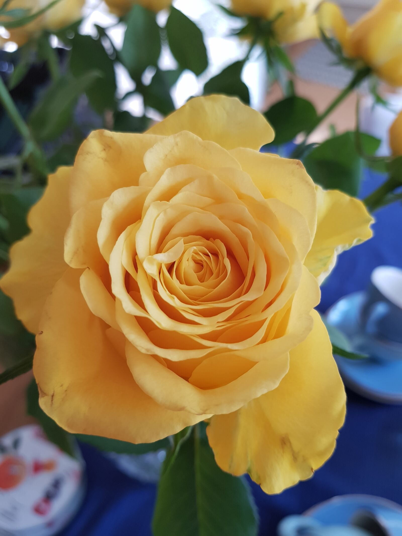Samsung Galaxy S8 sample photo. Rose, nature, flowers photography
