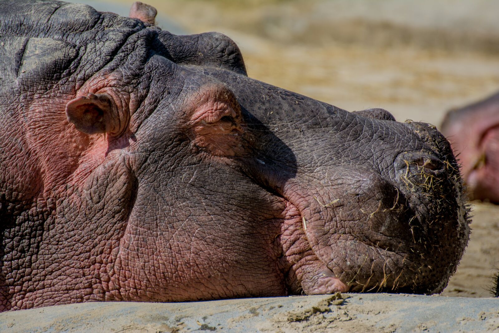 Nikon D7100 sample photo. Hippo, zoo, hippopotamus photography