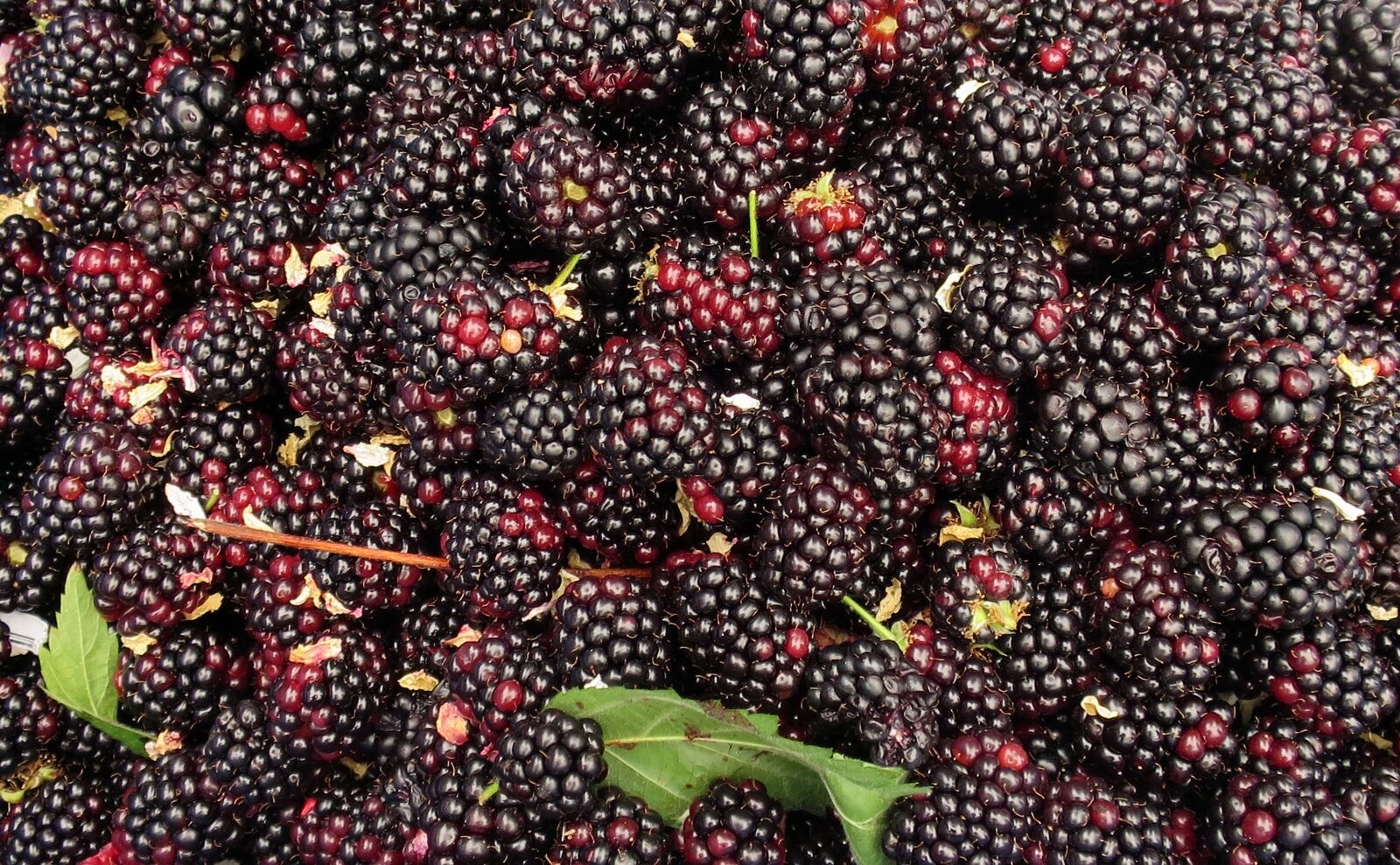 Canon PowerShot S120 sample photo. Blackberry, blackberries, berries photography