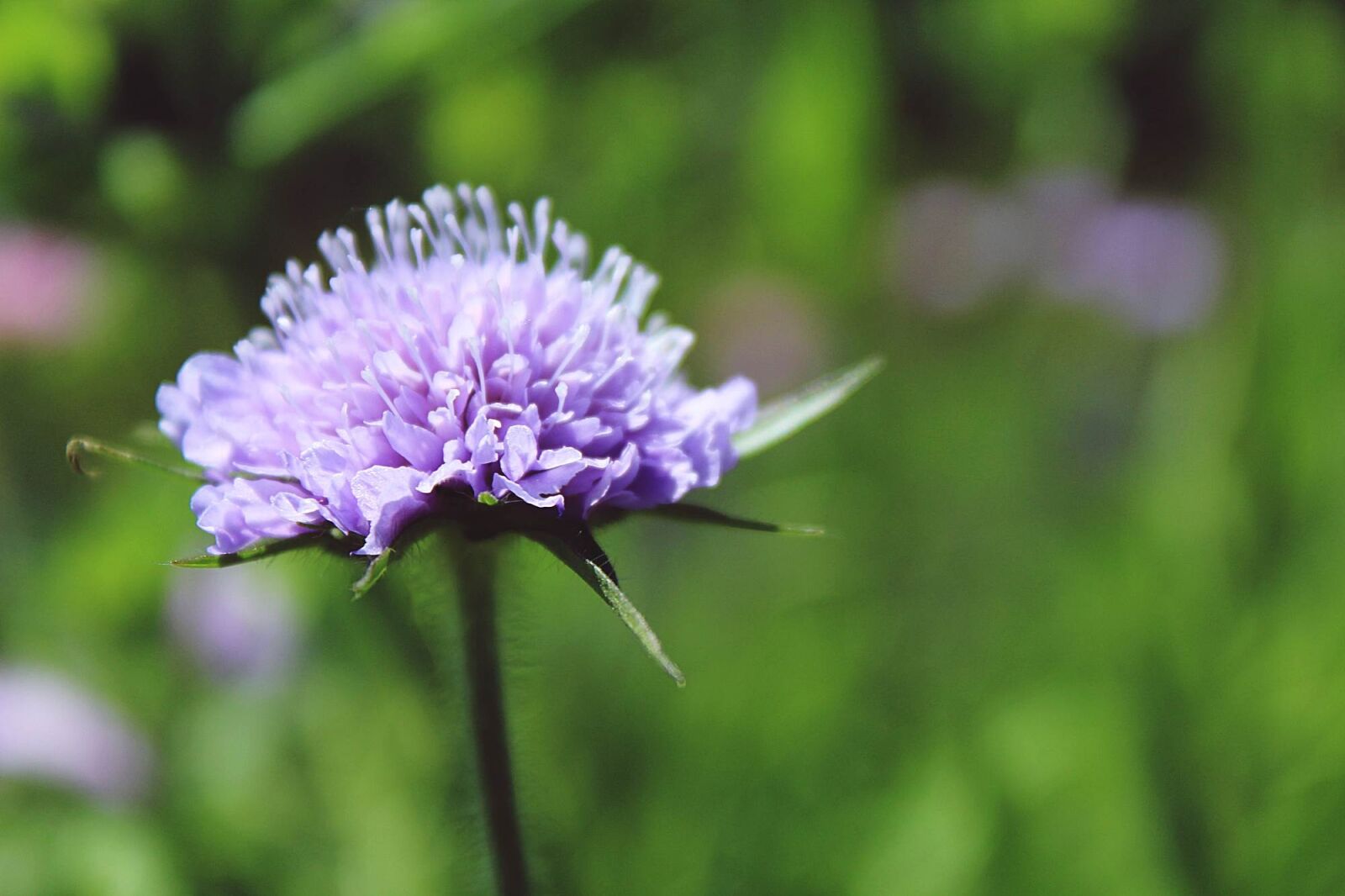 Canon EOS 1200D (EOS Rebel T5 / EOS Kiss X70 / EOS Hi) sample photo. Glossy scabious, pincushion flower photography
