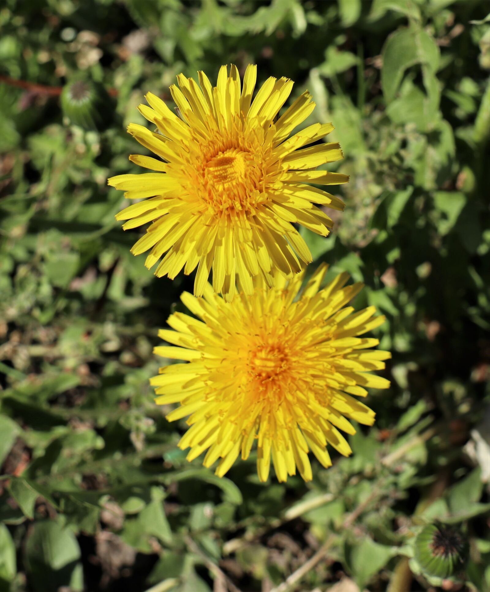 Canon EOS M6 sample photo. Spring, april, sonchus oleraceus photography