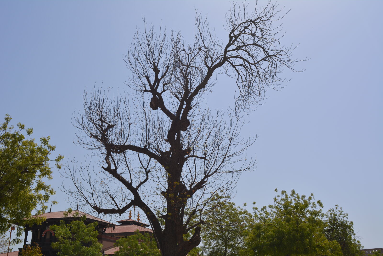 Nikon D5200 sample photo
