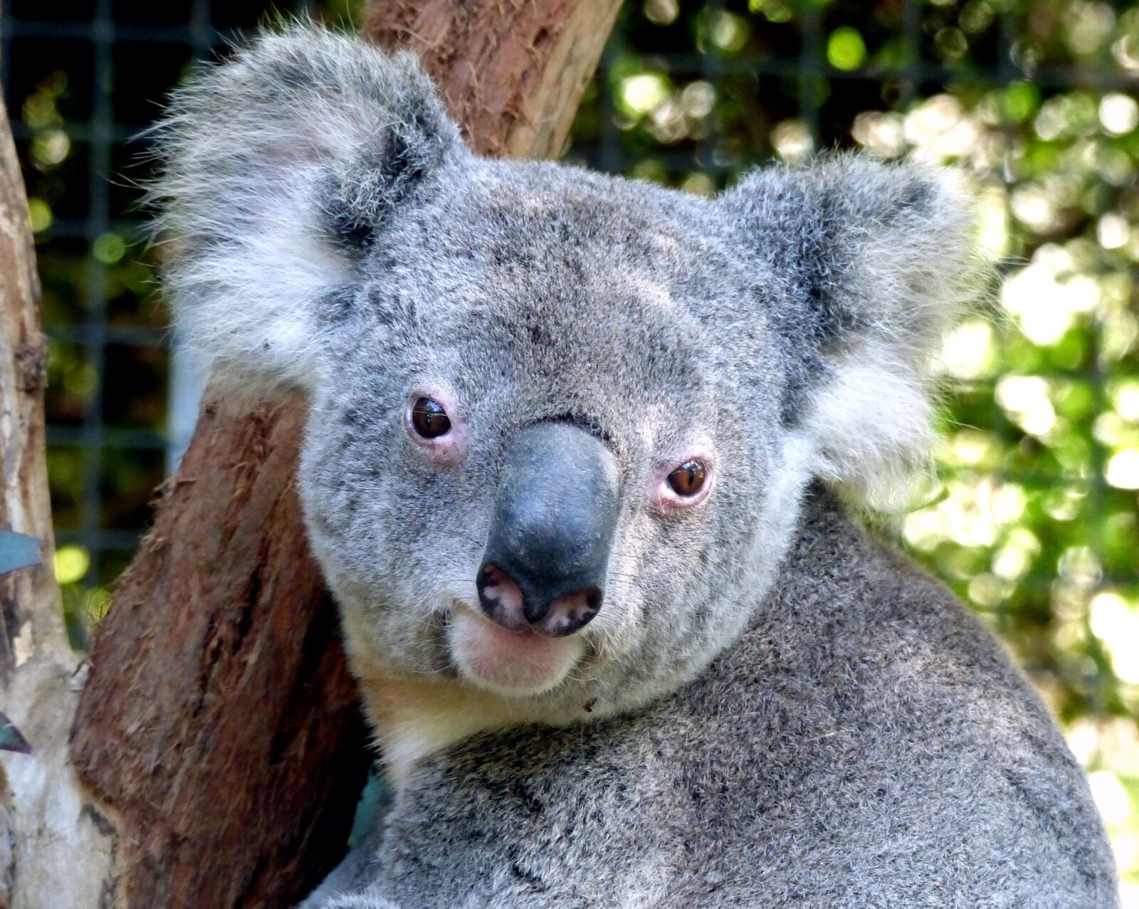 Panasonic Lumix DMC-FZ200 sample photo. Koala, bear, cute photography
