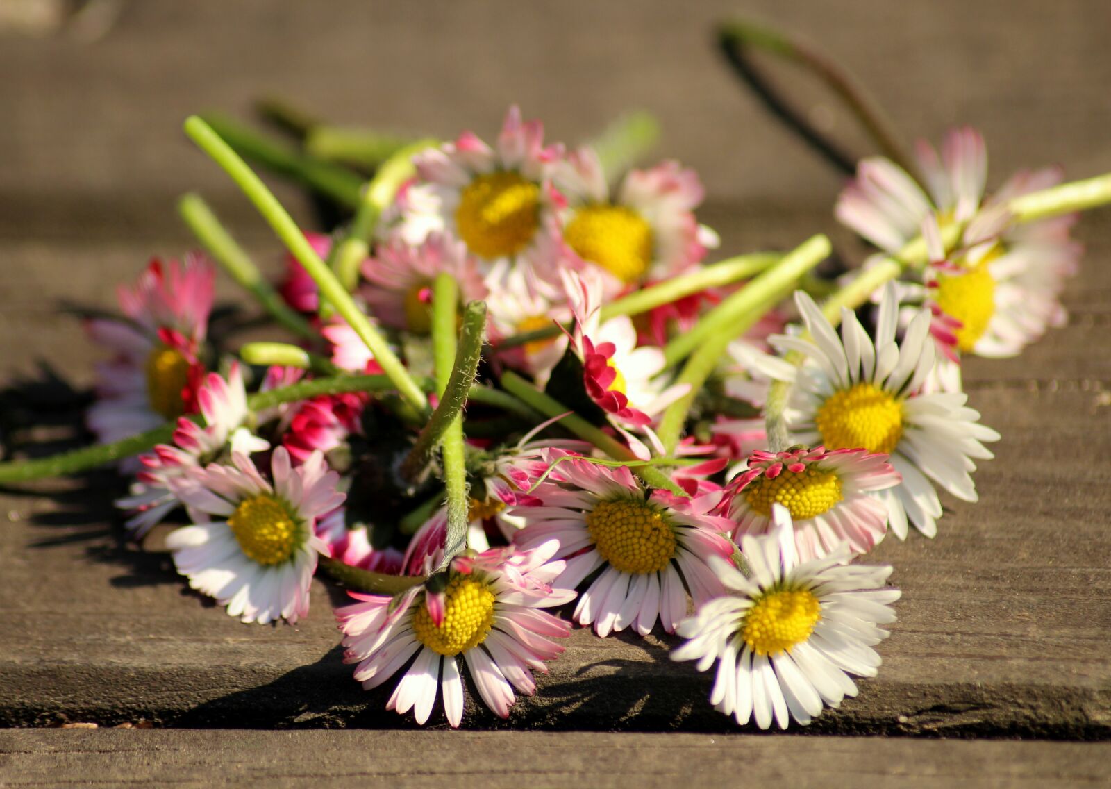 Canon EOS 1200D (EOS Rebel T5 / EOS Kiss X70 / EOS Hi) sample photo. Daisies, spring, spring flowers photography