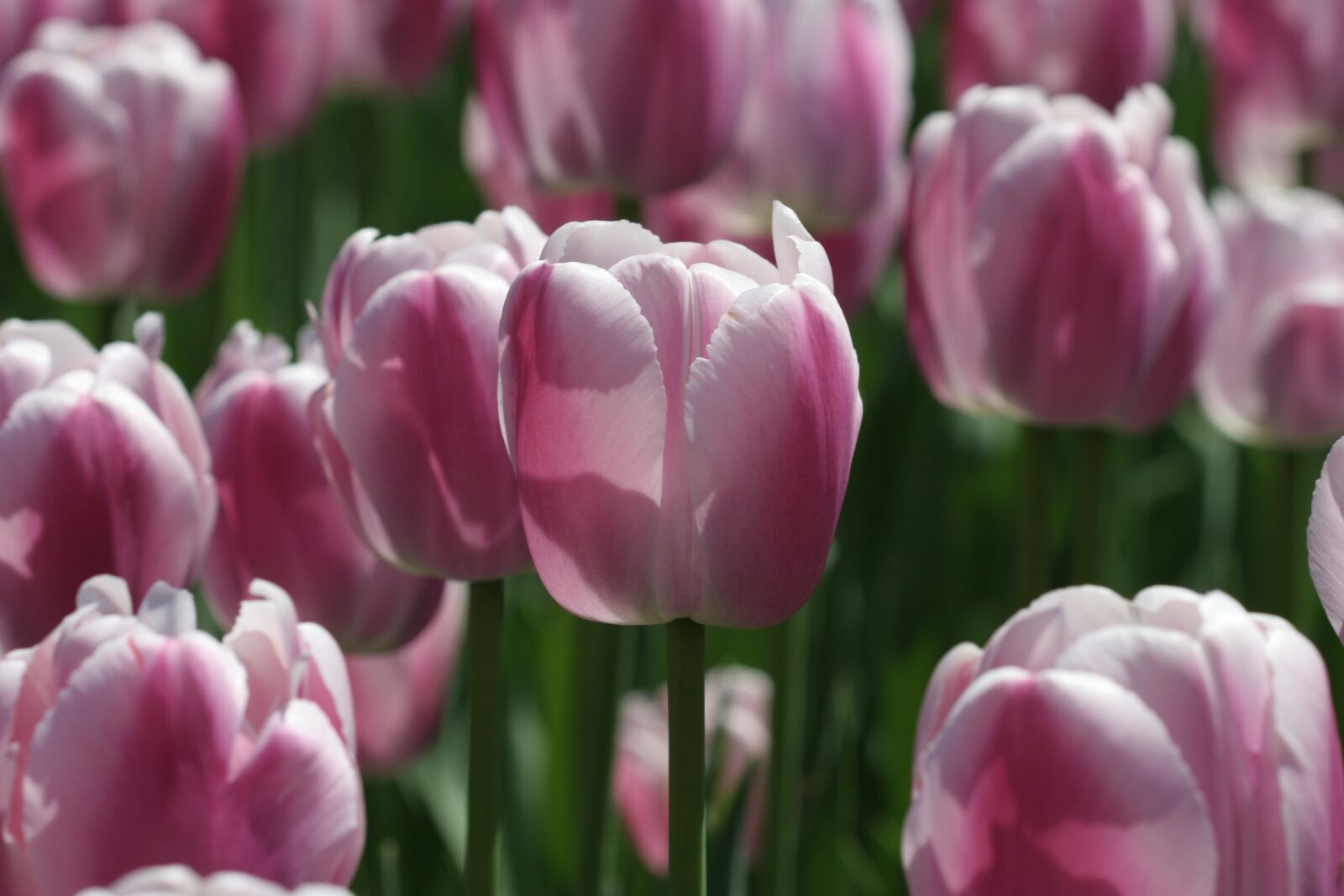 Canon EOS 20D sample photo. Flower, tulip festival, tulip photography