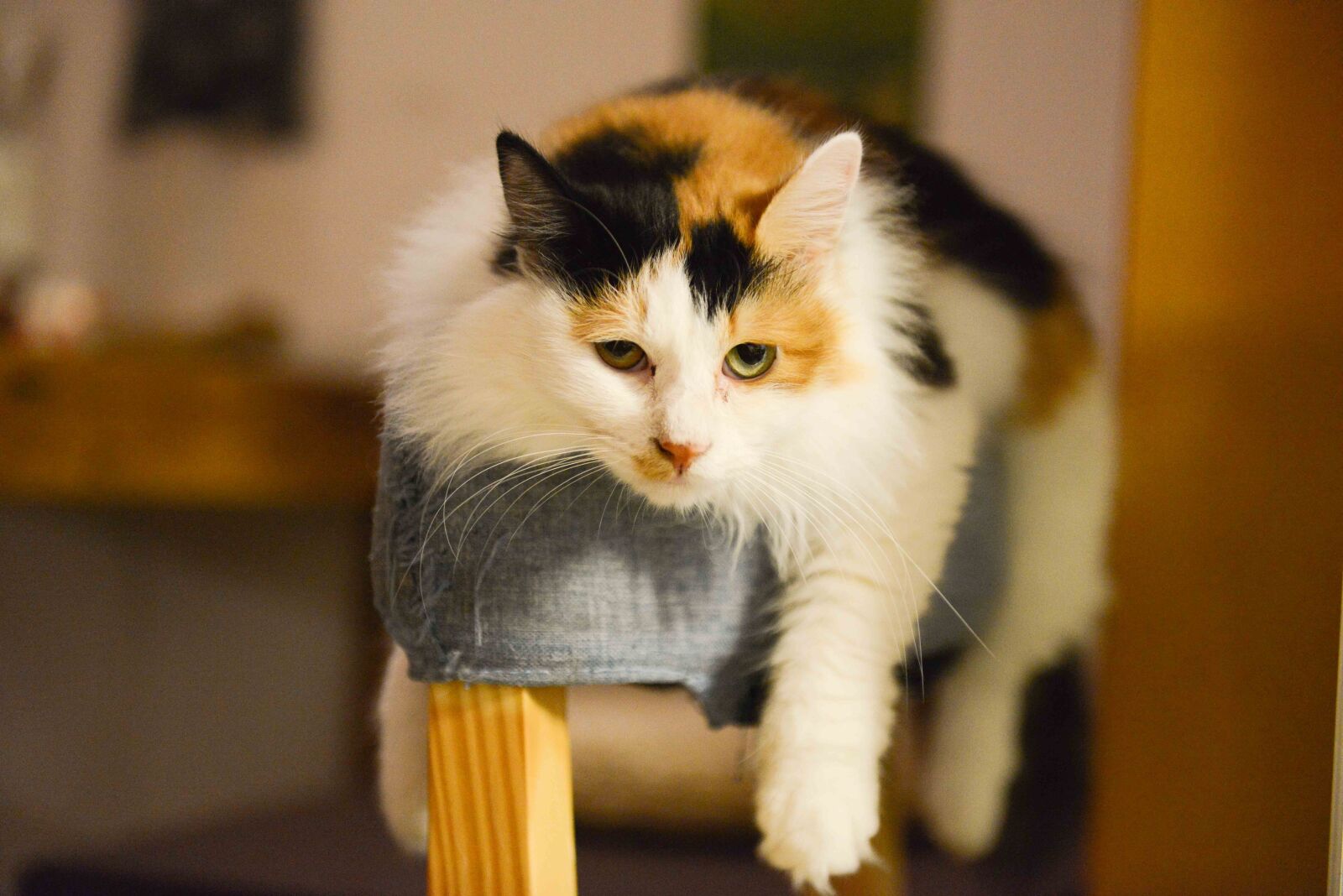Nikon AF-S Nikkor 24-70mm F2.8G ED sample photo. Calico, cat photography