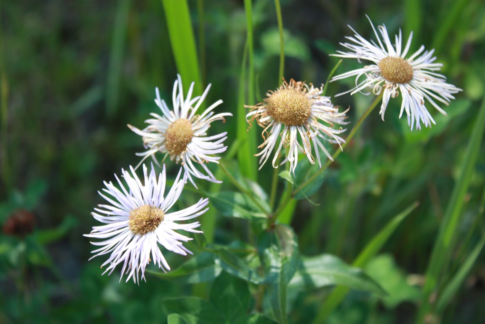 Canon EOS 450D (EOS Rebel XSi / EOS Kiss X2) sample photo. Flowers, daisy, daisies photography