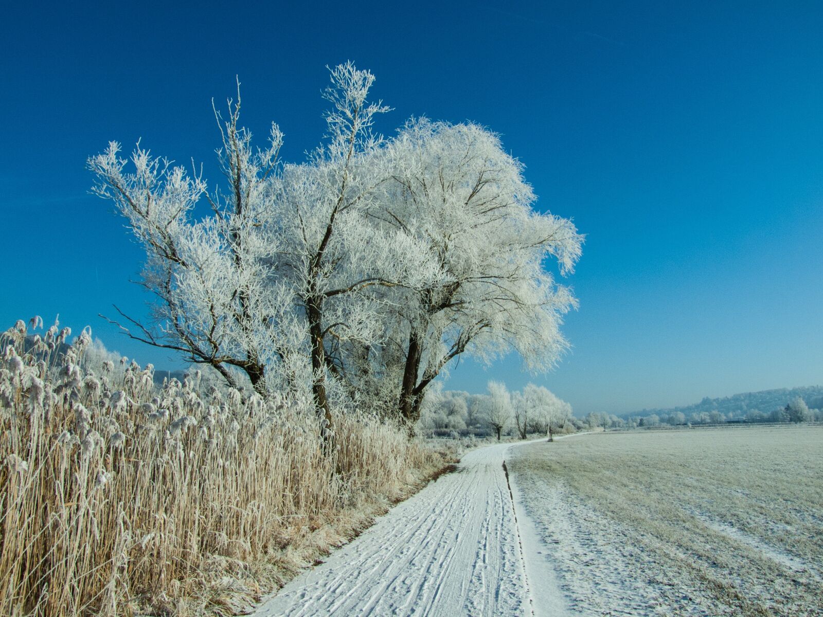 Fujifilm FinePix S6500fd sample photo. Winter, snow, white photography