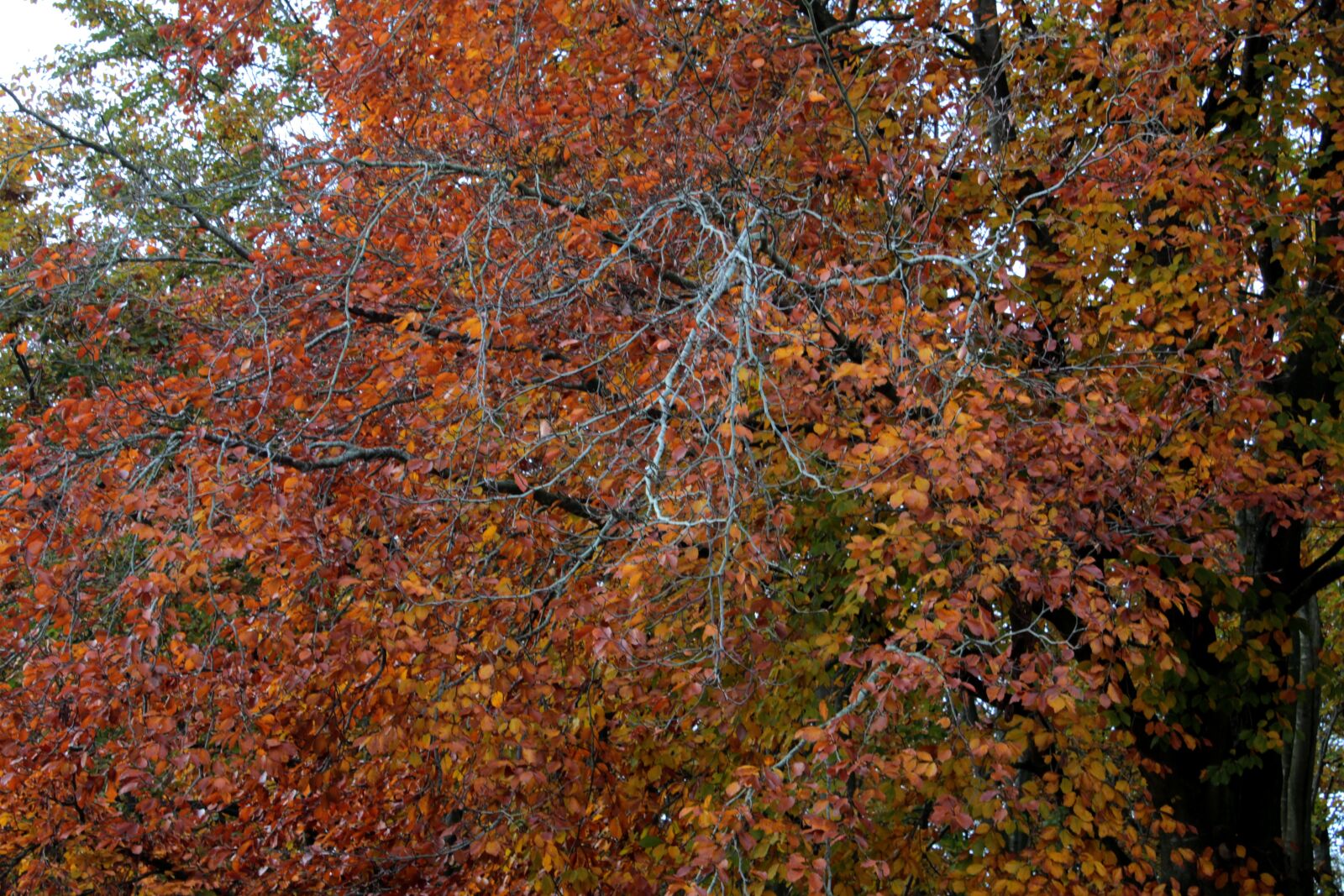 Canon EOS 600D (Rebel EOS T3i / EOS Kiss X5) sample photo. Beech, leaves, branch photography
