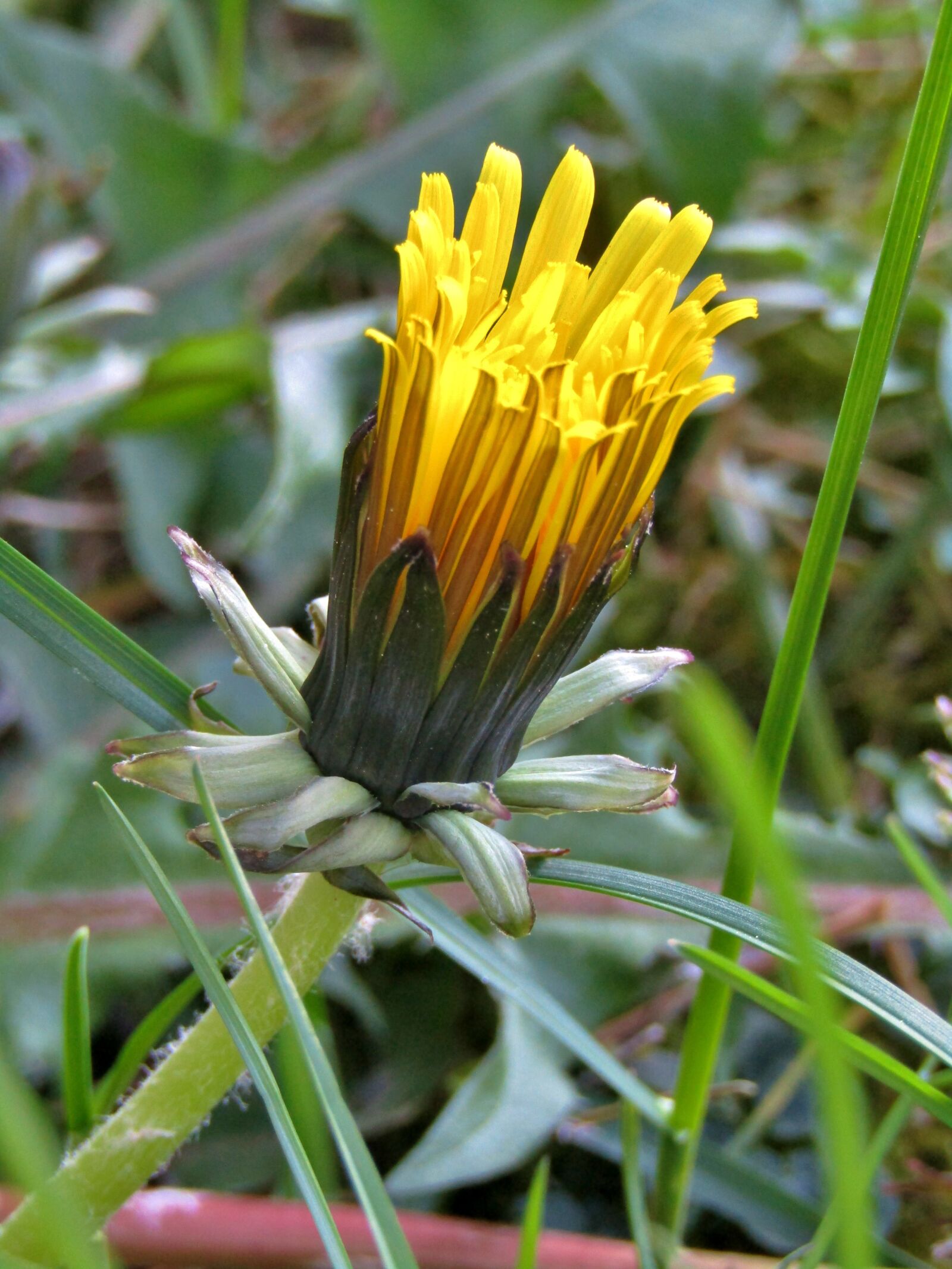 Canon POWERSHOT SX432 IS sample photo. Dandelion, bud, close up photography