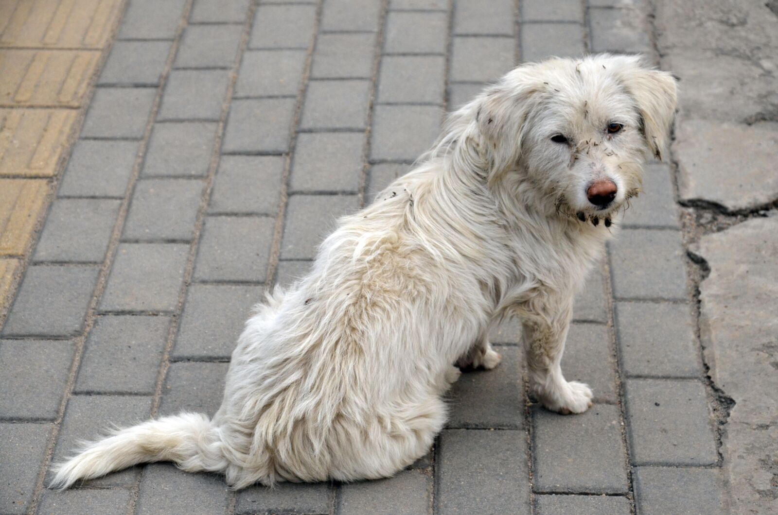 Nikon D7000 sample photo. Dog, dirty, animal photography