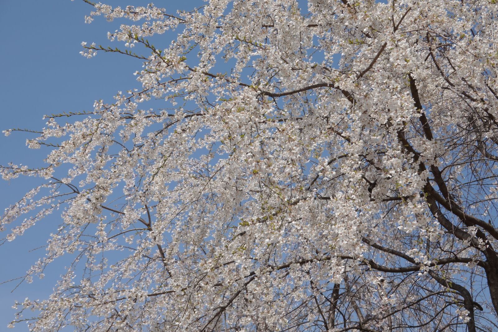 Sony Cyber-shot DSC-RX100 VI sample photo. Cherry blossom, spring, sky photography
