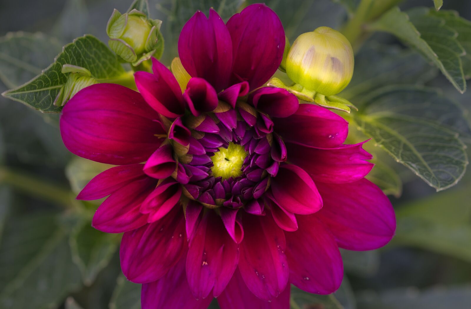 Canon EOS 200D (EOS Rebel SL2 / EOS Kiss X9) sample photo. Dahlia, bright, close up photography