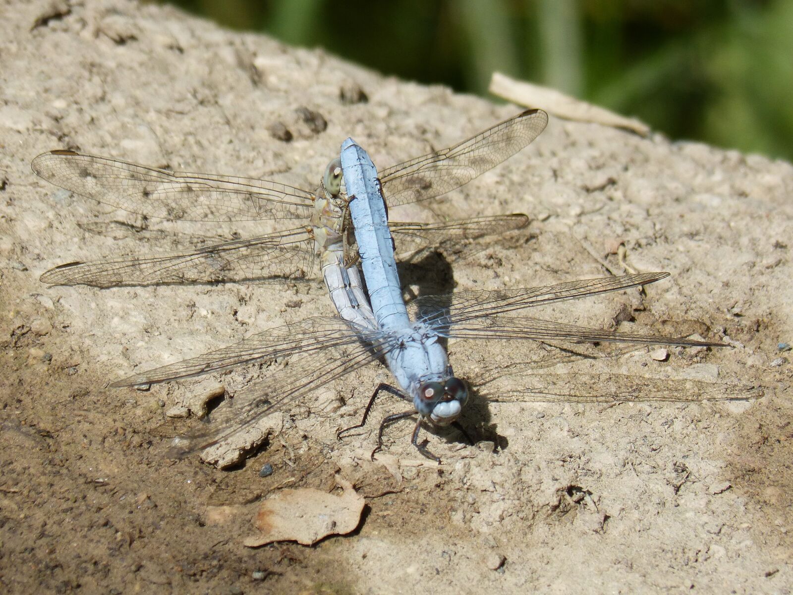 Panasonic DMC-FZ62 sample photo. Blue dragonfly, couple, mating photography