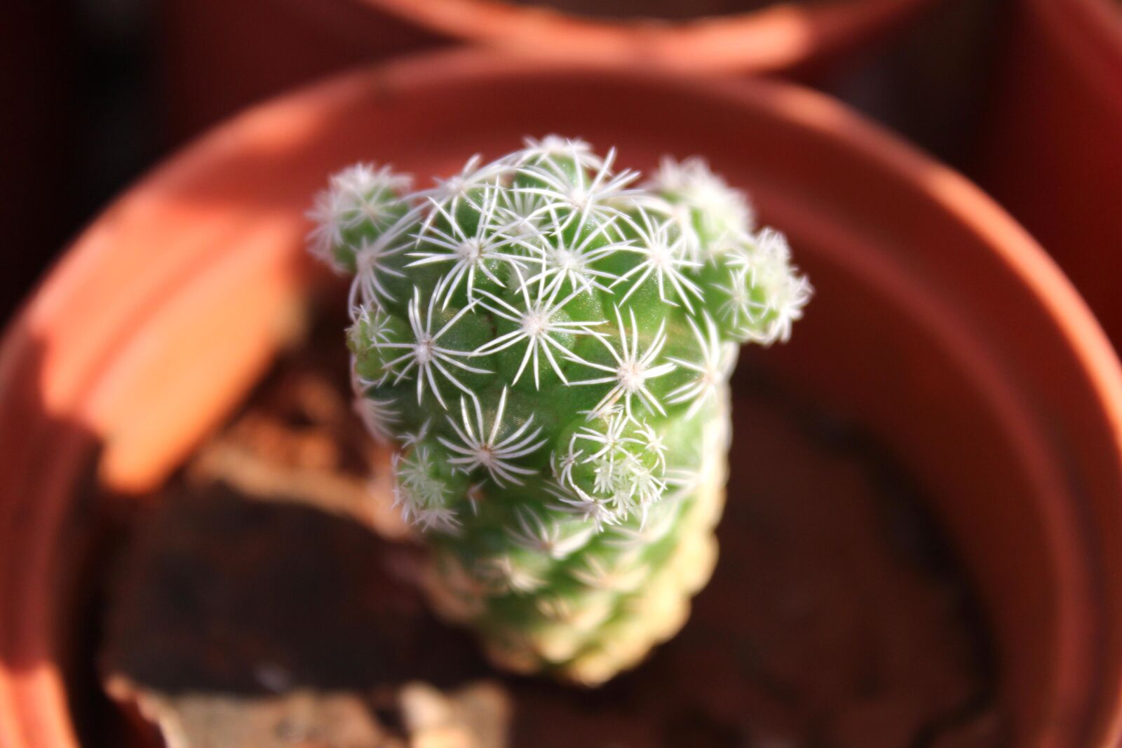 Canon EOS 600D (Rebel EOS T3i / EOS Kiss X5) sample photo. Beautiful, cactus, flower pot photography