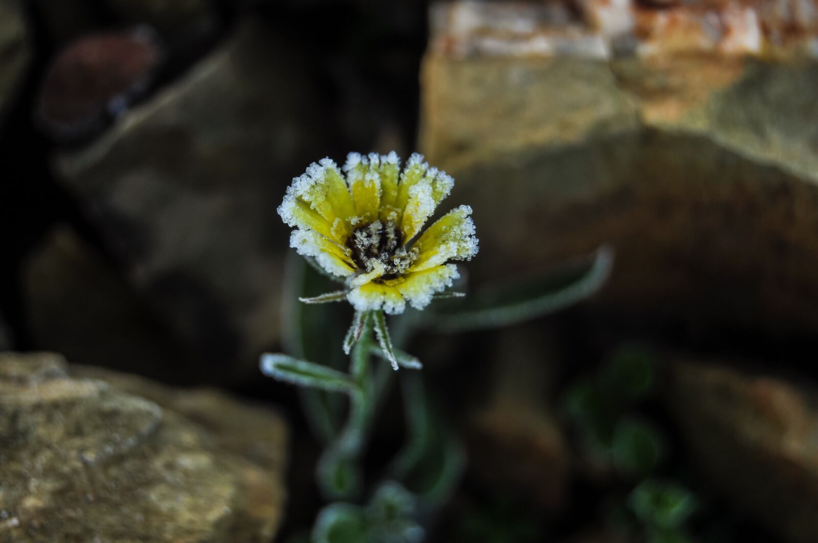 Nikon D90 sample photo. Rocks, frost, depth photography