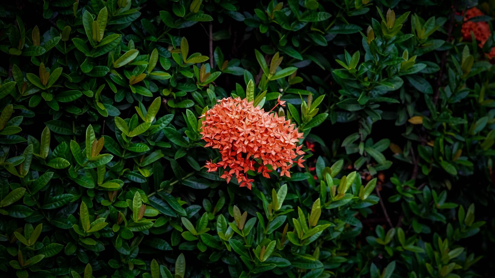 Sony a6000 sample photo. Flowers, red flower, plant photography