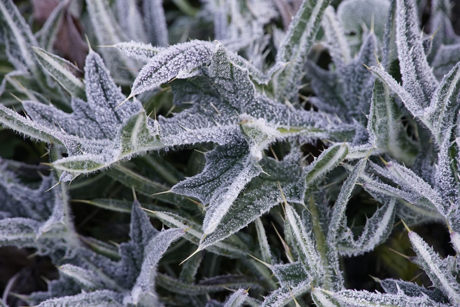 Sony a7R II + Sony E PZ 18-105mm F4 G OSS sample photo. Frost, thistle, crystals photography