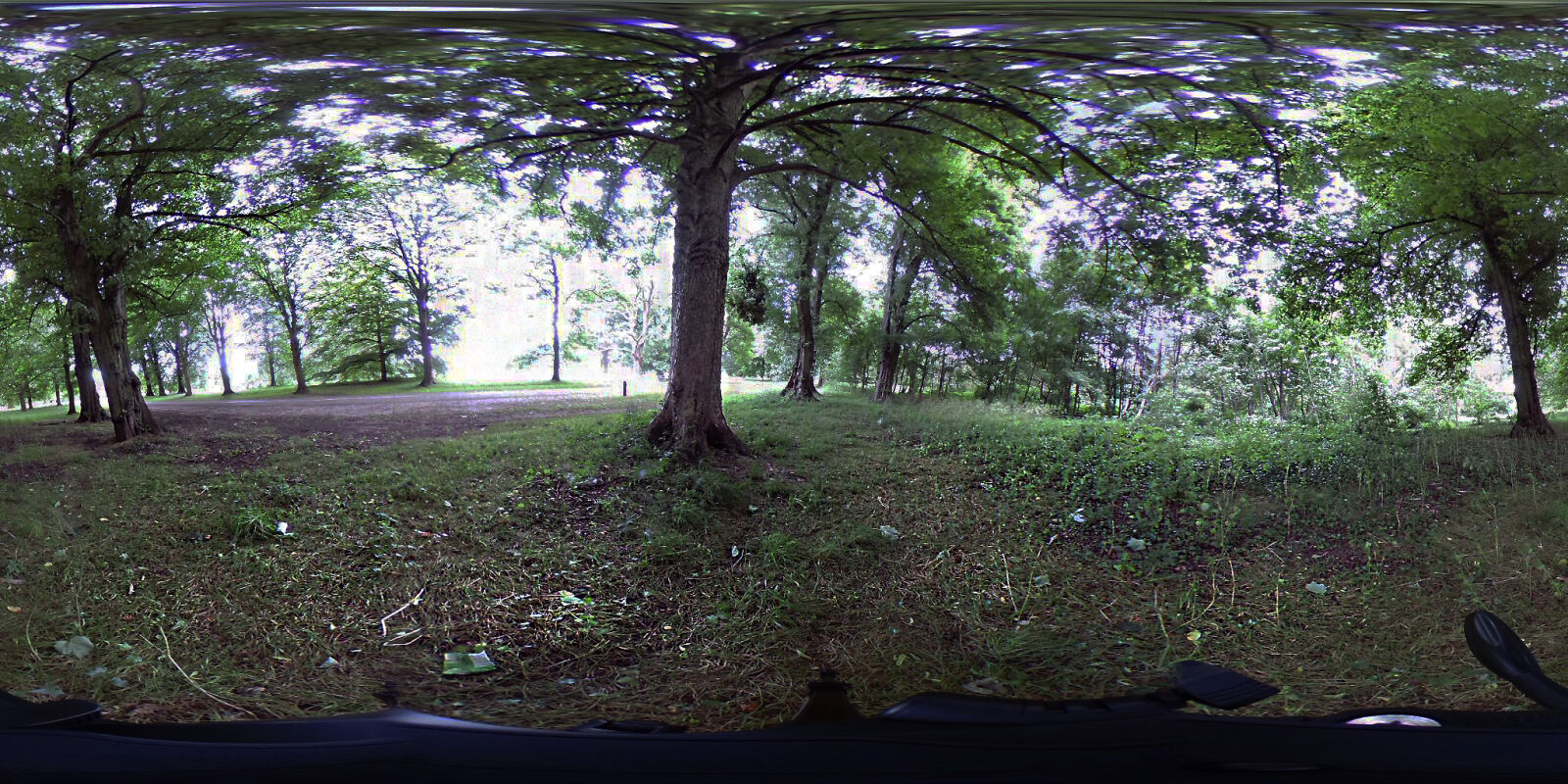 Ricoh Theta S sample photo. 360, forest, trees, vr photography