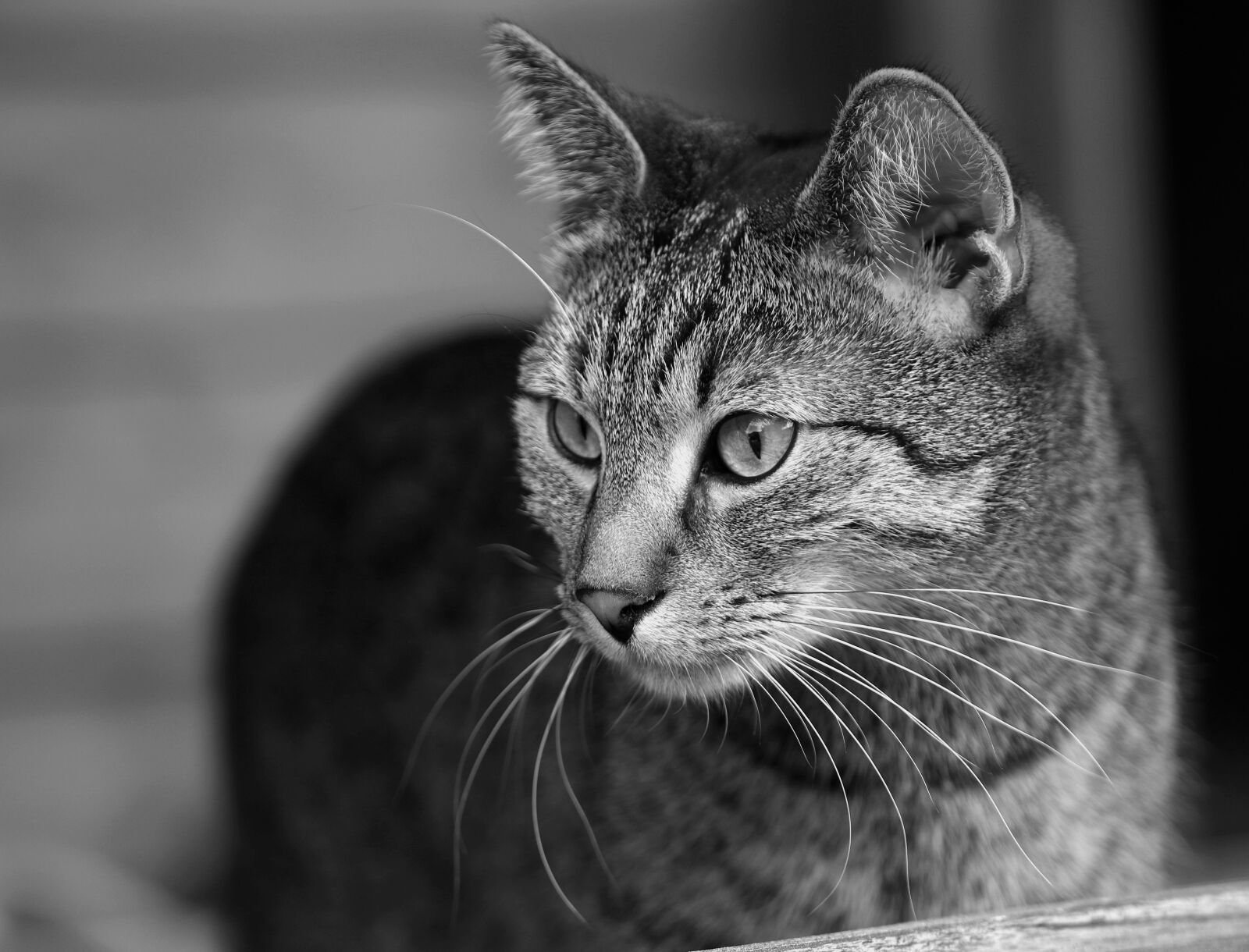 Canon EOS 80D sample photo. Cat, meadow, nature photography