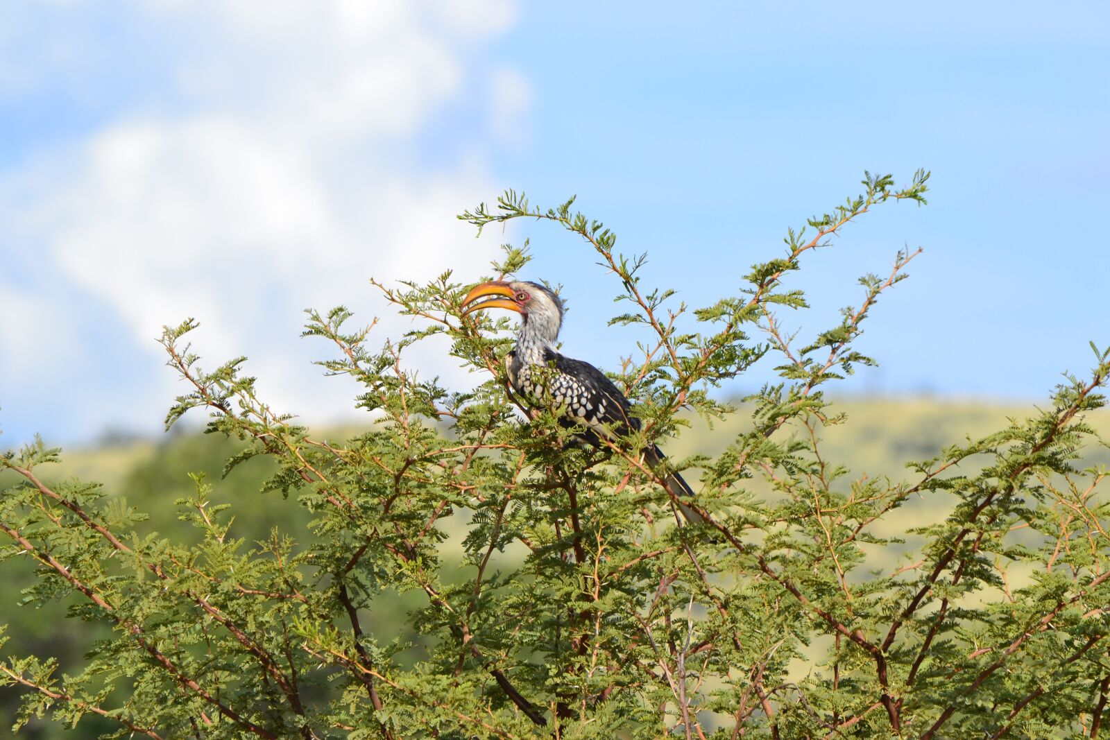 Nikon D3100 sample photo. Hornbill, bird, tree photography