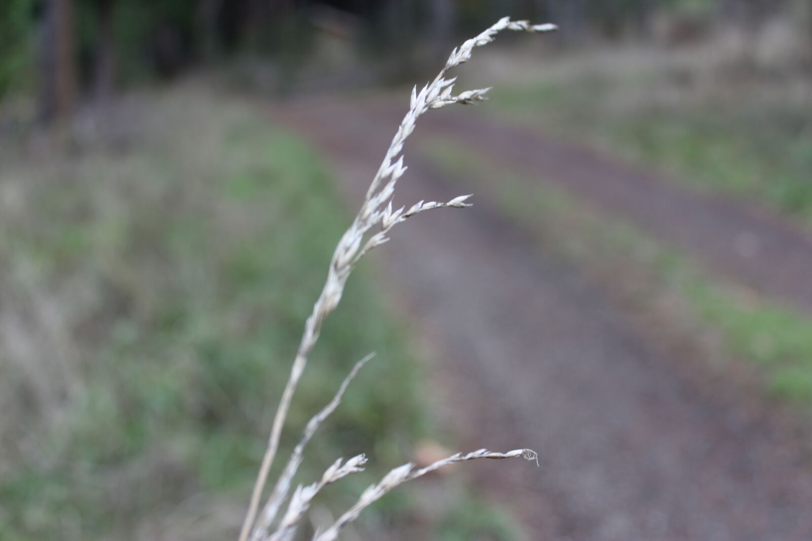 Canon EOS 1200D (EOS Rebel T5 / EOS Kiss X70 / EOS Hi) sample photo. Country, road, road photography