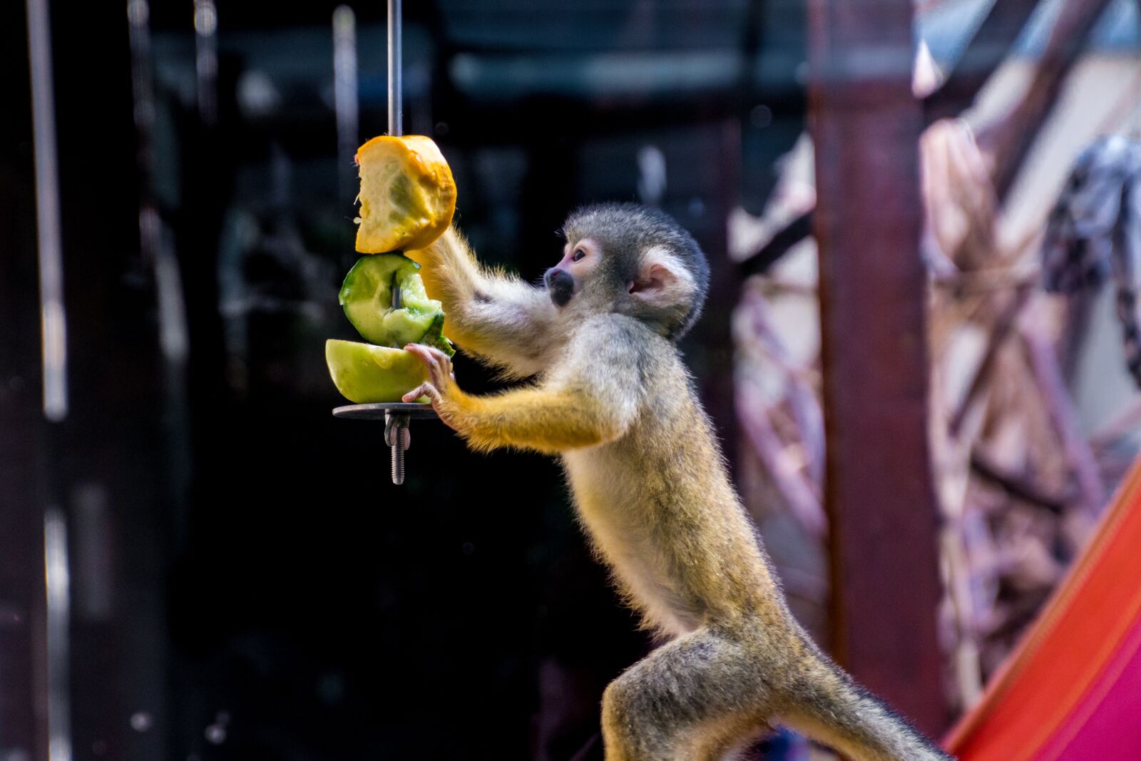 Canon EOS 70D sample photo. Squirrel monkey, monkey, äffchen photography