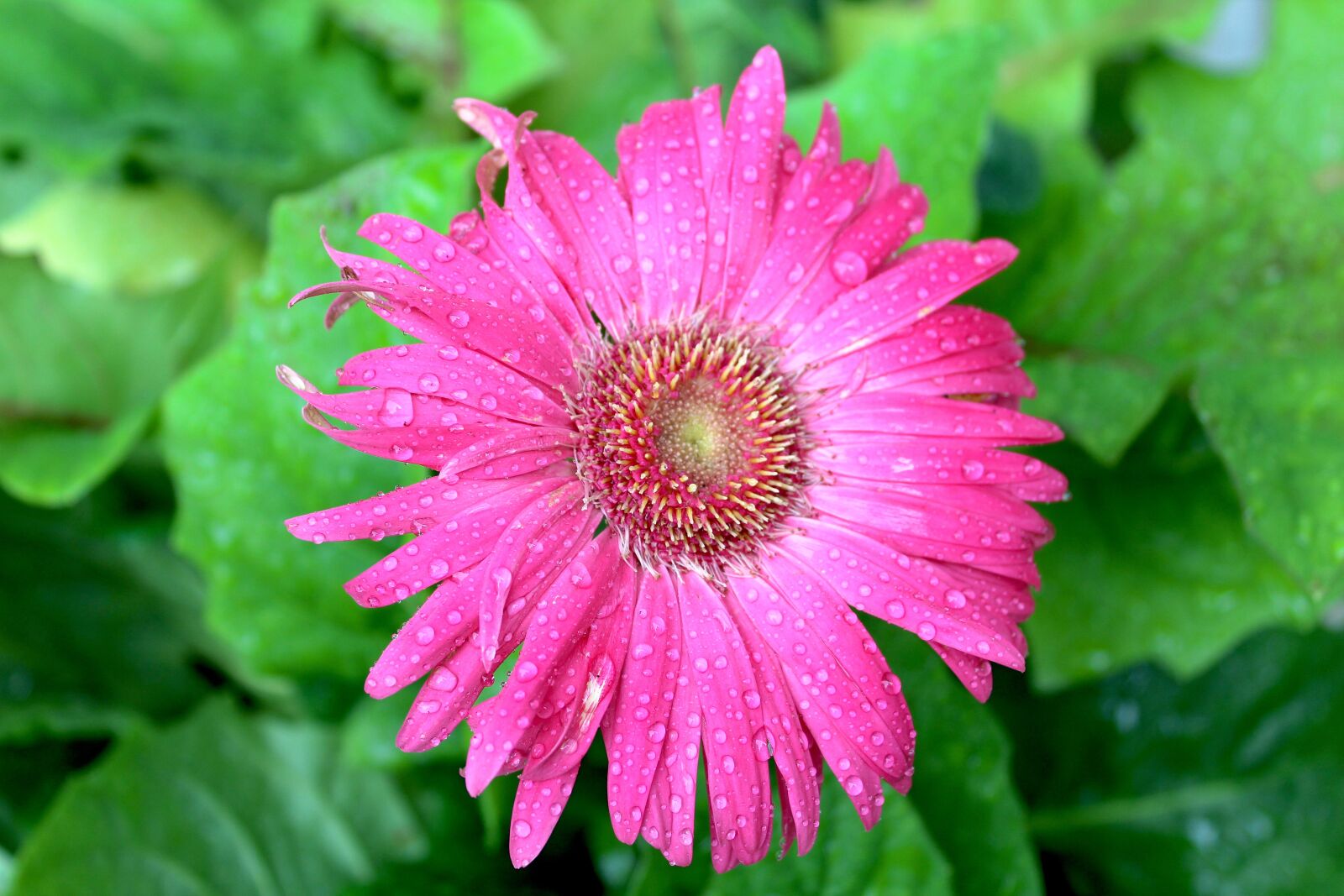 Canon EOS 1300D (EOS Rebel T6 / EOS Kiss X80) sample photo. Pink gerber daisy, daisy photography