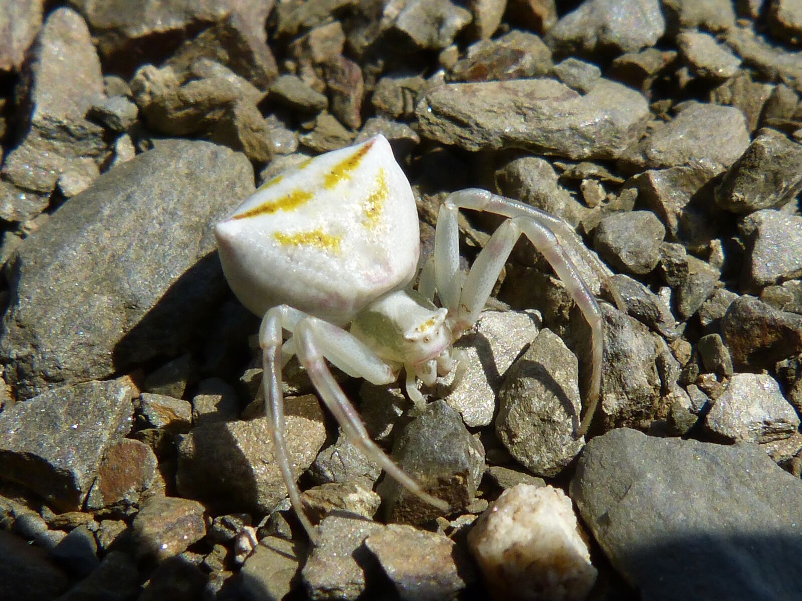 Panasonic DMC-FZ62 sample photo. Misumena vatia, spider crab photography