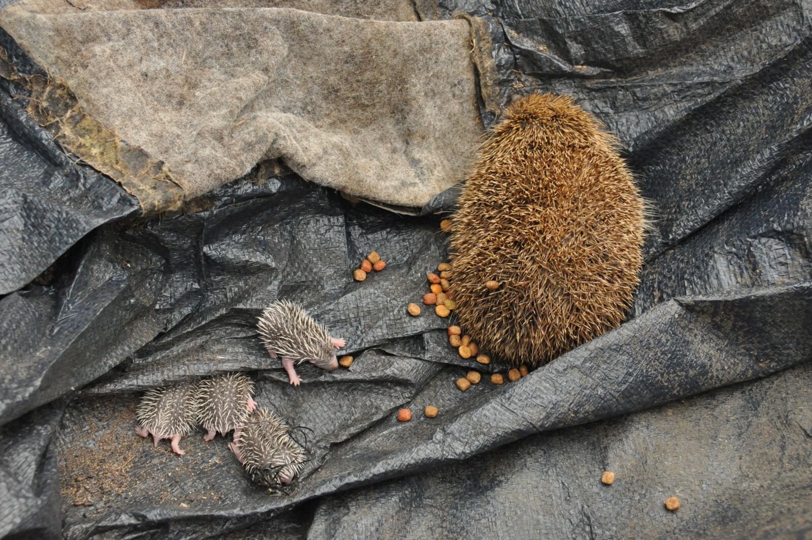 Nikon D90 sample photo. Baby hedgehogs, birth, scope photography