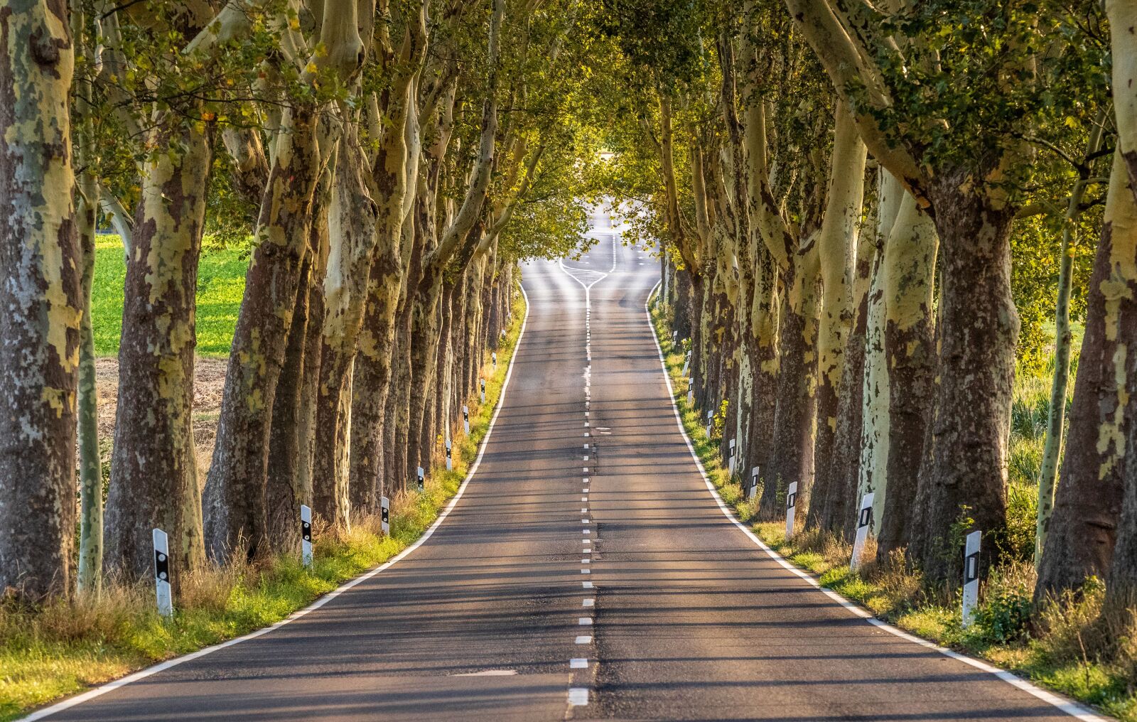 Canon EOS 80D sample photo. Avenue, road, trees photography